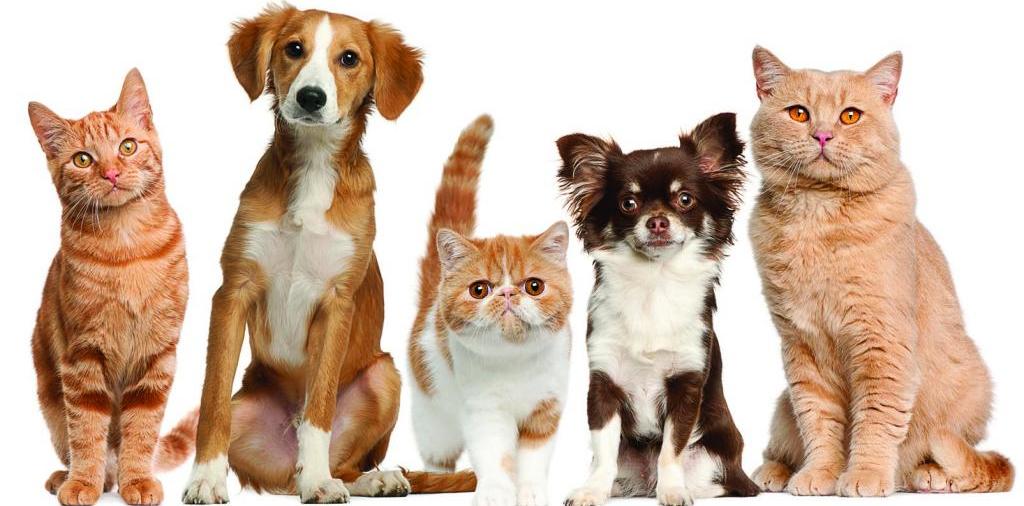 Доска объявлений о животных | ЗооТом - продажа, вязка и услуги для животных в Лянторе