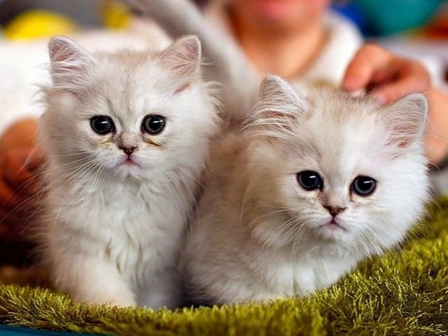 Породы кошек в Лянторе | ЗооТом портал о животных