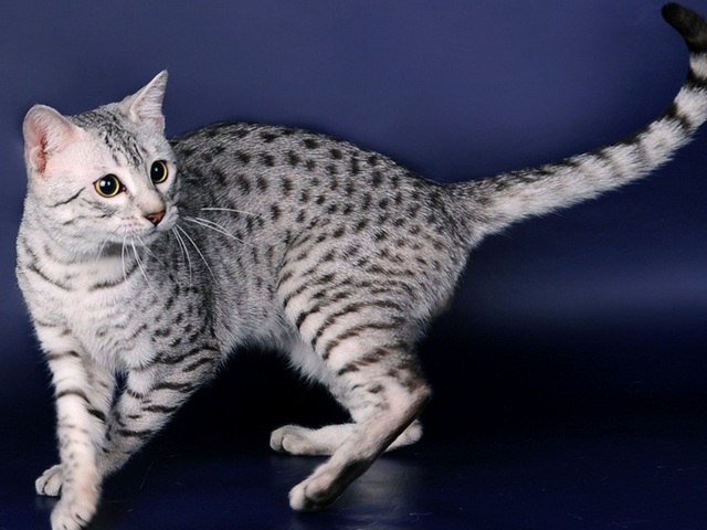 Породы кошек в Лянторе | ЗооТом портал о животных