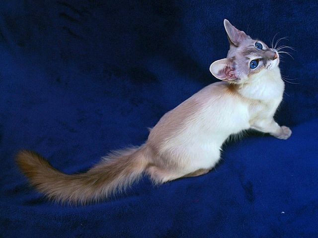 Выведенные породы кошек в Лянторе | ЗооТом портал о животных
