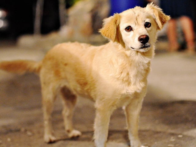 Породы собак в Лянторе | ЗооТом портал о животных