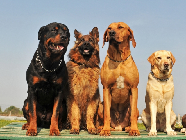 Крупные породы собак в Лянторе | ЗооТом портал о животных